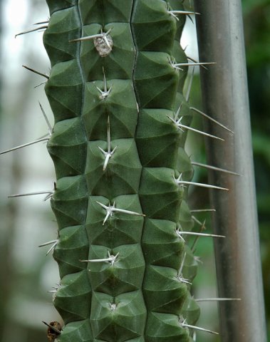 Rauhocereus_riosaniensis_v_jaenensis